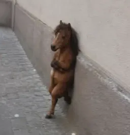 Nonchalant Horse logo