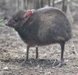 A FUNNY rat meme he ctod logo